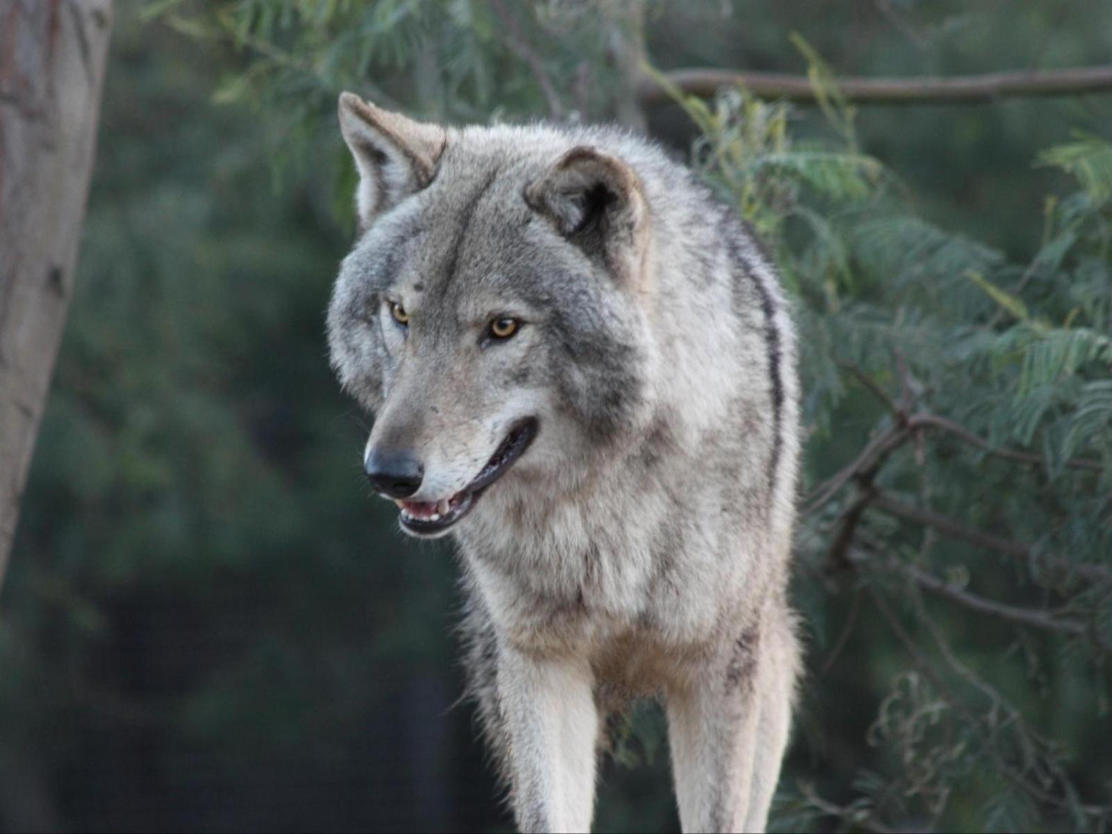 Tsitsikamma Wolf Sanctuary Eco Cabins & Teepees Stormsrivier Dış mekan fotoğraf
