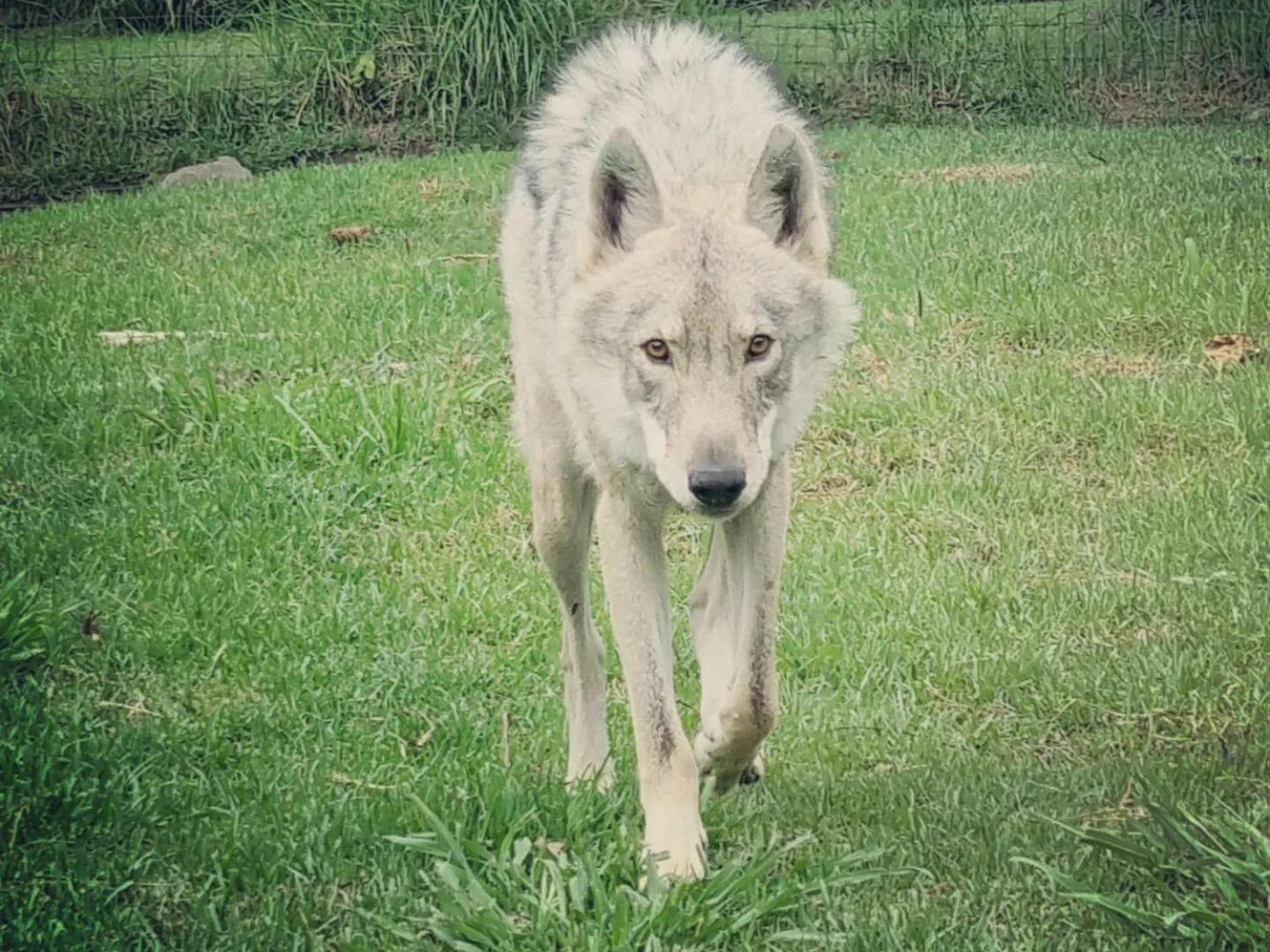 Tsitsikamma Wolf Sanctuary Eco Cabins & Teepees Stormsrivier Dış mekan fotoğraf