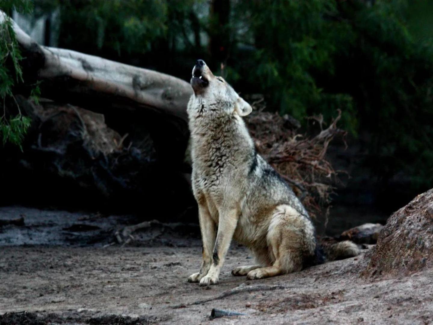 Tsitsikamma Wolf Sanctuary Eco Cabins & Teepees Stormsrivier Dış mekan fotoğraf