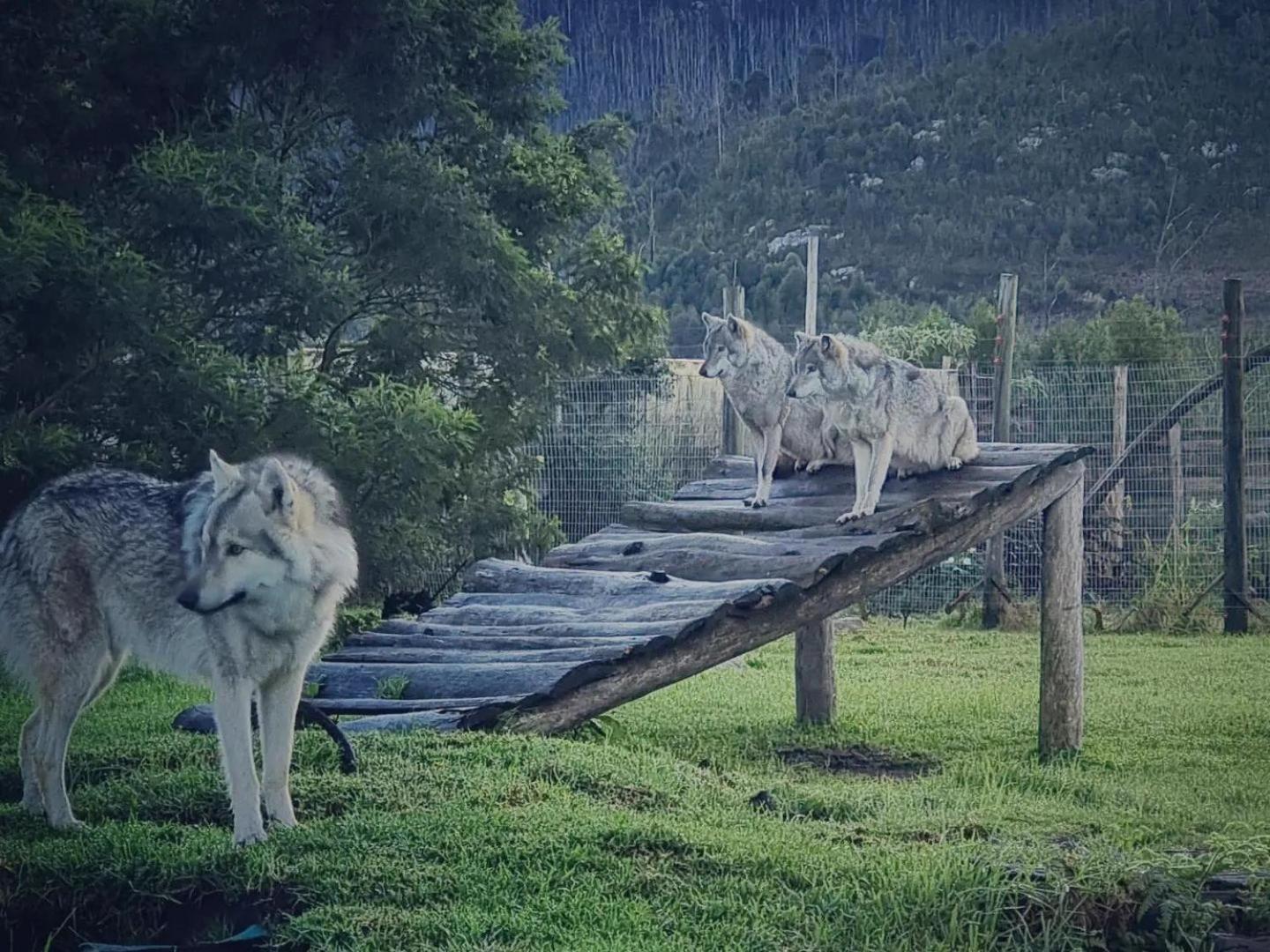 Tsitsikamma Wolf Sanctuary Eco Cabins & Teepees Stormsrivier Dış mekan fotoğraf
