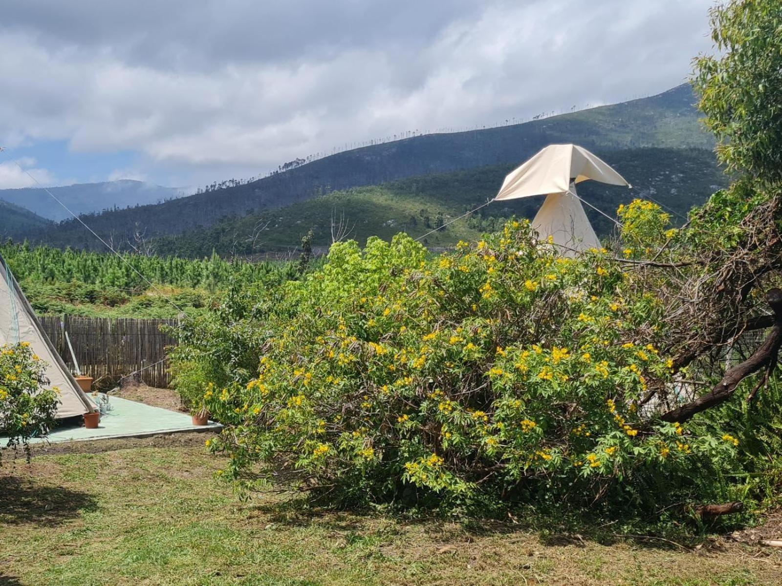Tsitsikamma Wolf Sanctuary Eco Cabins & Teepees Stormsrivier Oda fotoğraf